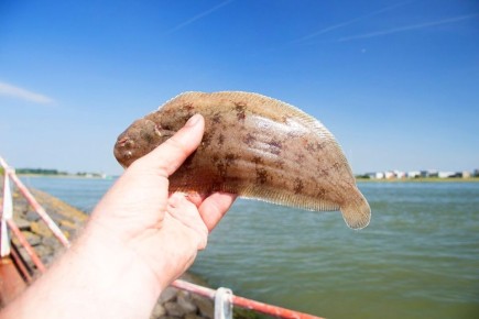 ����������� ����� (Solea solea Linnaeus, 1758)