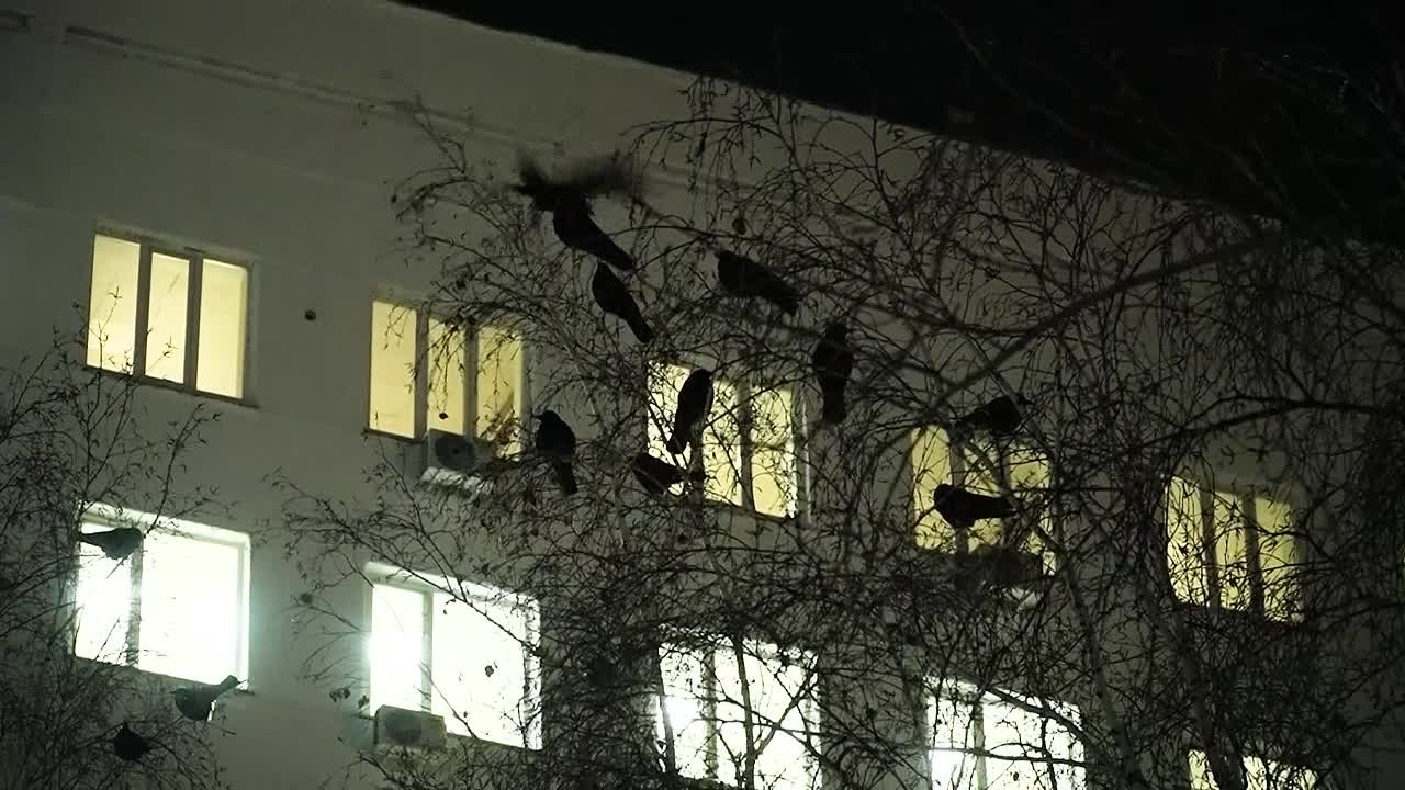 Портят тротуары, сбиваются в стаи и пугают людей: жители Благовещенска жалуются на увеличившееся количество ворон в микрорайоне