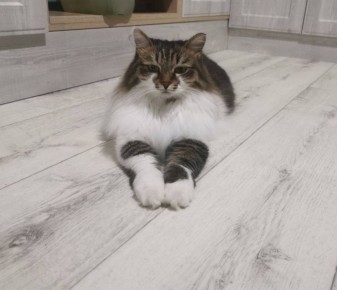 Доброе утро от Шлёпы. Фото от читателей @ampravda