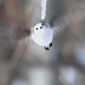 Доброе утро! . Длиннохвостая синичка утоляет жажду каплями с тающей сосульки