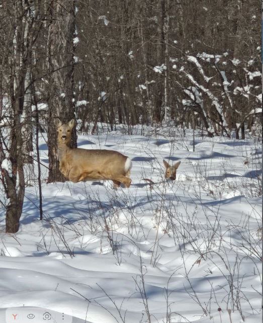 В Мазановском округе косульки замерили уровень снега