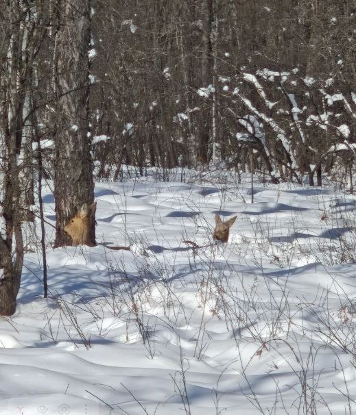 В Мазановском округе косульки замерили уровень снега В Мазановском округе косульки замерили уровень снега
