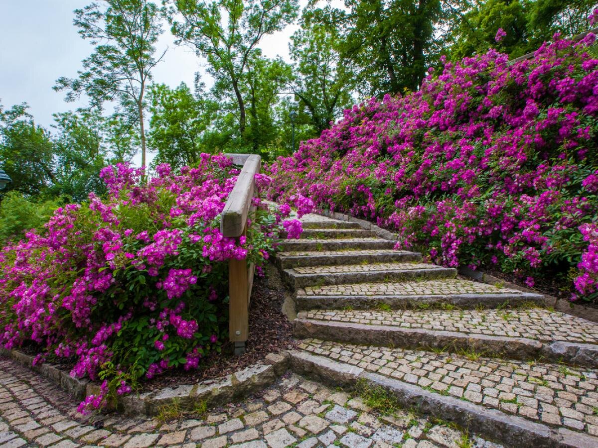 Эстетичный уют: как создать живой забор на вашем участке