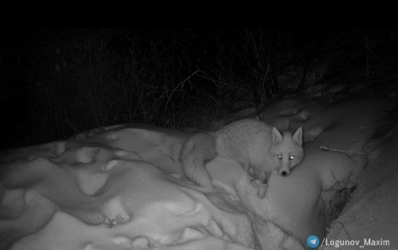 Избушка не земляная, а ледяная: в Приамурье лиса отказалась от засыпанной снегом «квартиры»