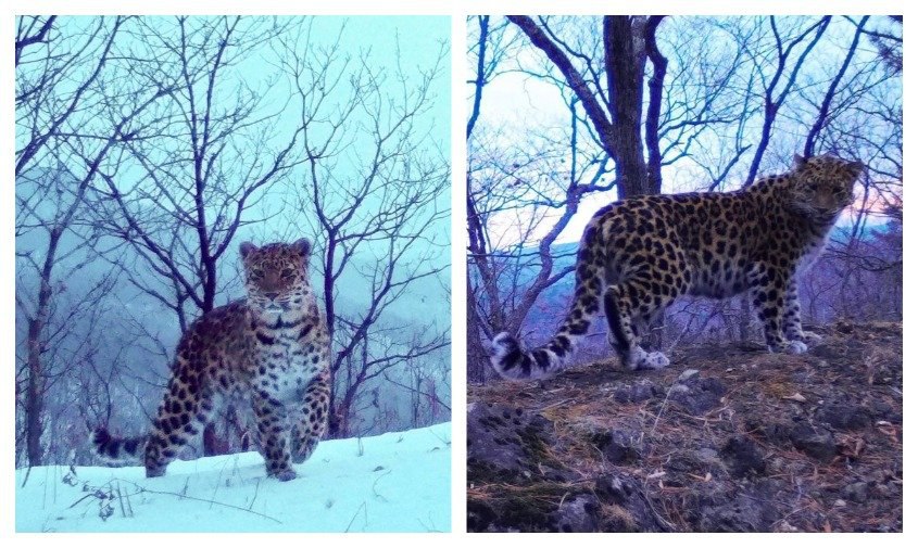 «Какие глазки, какой носок!»: леопард-фотомодель живет в национальном парке в Приморье