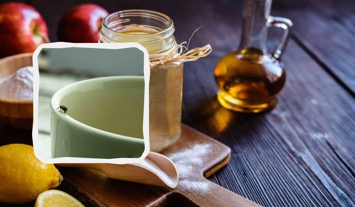 Доступные методы борьбы с мошками в доме: три надежных способа