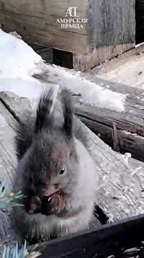 ������ ��������� ������� ���������� �������� ��� �������� ������