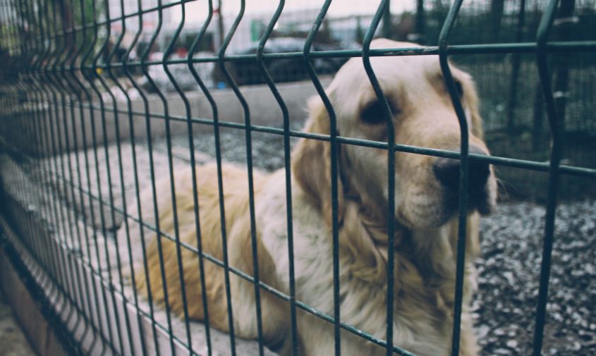 Штрафы за жестокое обращение с животными могут вырасти до миллиона рублей