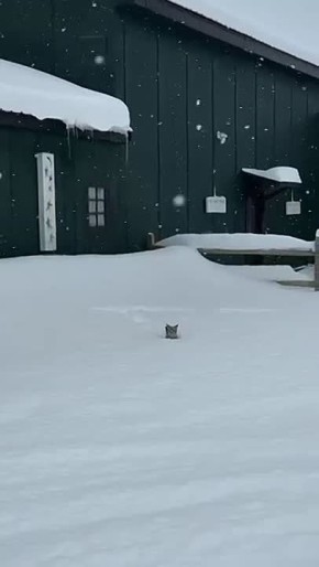 Доброе утро! . Вперед! Навстречу весеннему настроению!