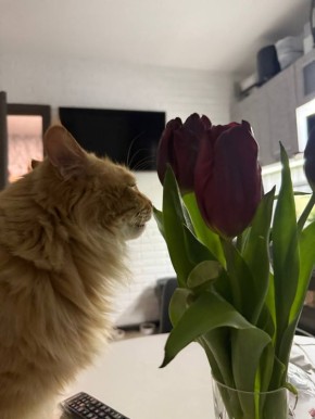 «И куда мне столько цветочков надарили?»