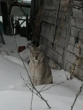 Более недели рысь гуляет по селу Свободненского района