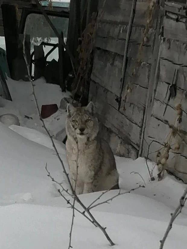Более недели рысь гуляет по селу Свободненского района