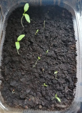 Как развивается рассада томатов и перцев в начале марта