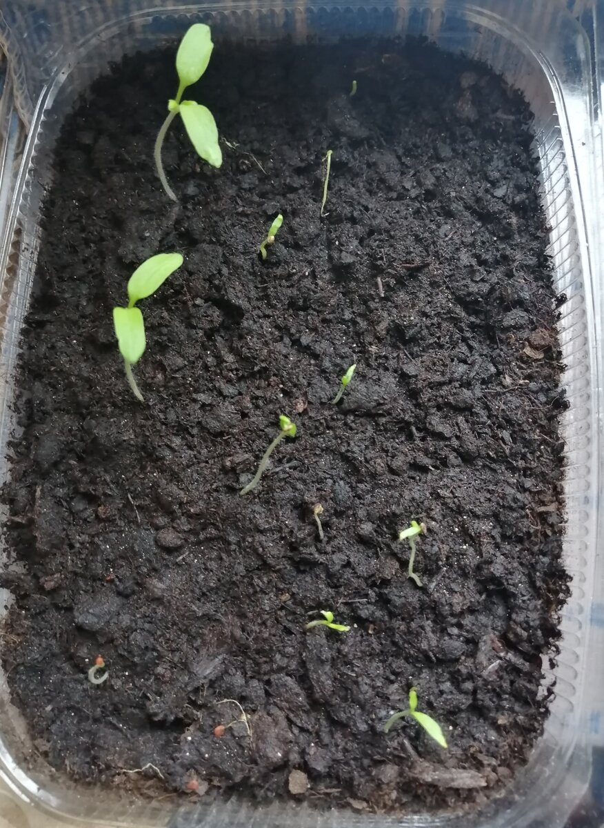 Как развивается рассада томатов и перцев в начале марта
