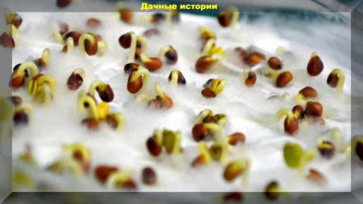 Причины плохой всхожести семян: от банальных до неожиданных