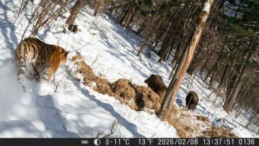 Амурский тигр рванулся за кабанчиком по приморским сугробам