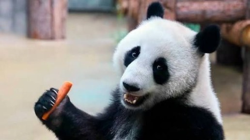 Утро начинаем празднично!. Пока мы спали С небольшим опозданием рассказываем, что вчера в Китае праздновали День панд Эти милые животные, находящиеся под пристальной заботой наших соседей из Поднебесной, мало кого могут...