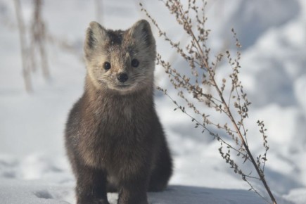 �� ������ ������ � �������� �������, �� �� ����� ���� ��������