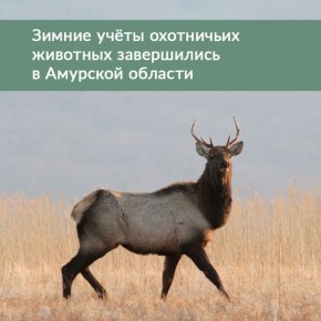 «Перепись лесного населения» региона длилась два месяца – с 15 января по 15 марта