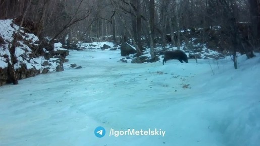 Это фиаско, кабан: лесной здоровяк не смог покорить обледенелый берег реки в Приморье