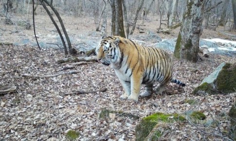 Толстенький амурский тигр после сытного обеда попал в объектив в приморском заповеднике