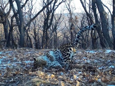 ��������� ������-������ �� ����������� ����������� ��������� �� ������ ���������