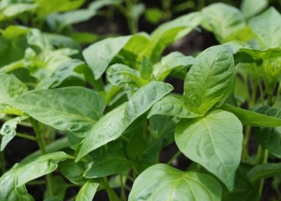 ��� ��������� ��������� ������� ����� � �������� ��������