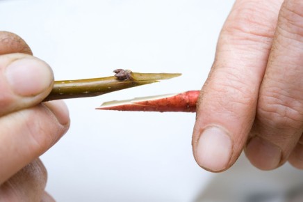 �����������: ������� ������ �������� �������� � �����������