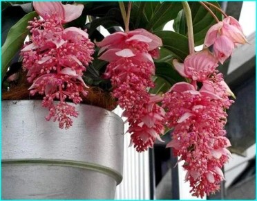 Мединилла - цветочное очарование с экзотической ноткой