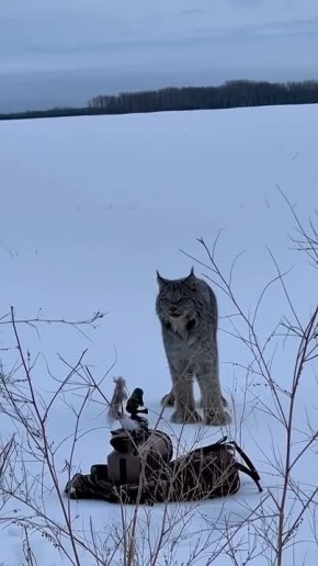 Доброе утро! . Хитрость фотоохотника