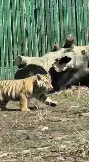 В Алматинском зоопарке — пополнение: у пары амурских тигров Бентли и Ярги родились три тигренка