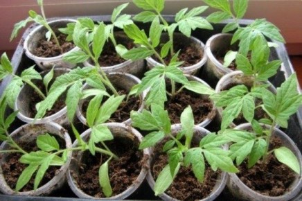 Как правильно подкармливать рассаду помидоров: советы и народные методы