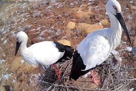 Семейная идиллия: пара дальневосточных аистов обживает гнездо в Муравьевском парке