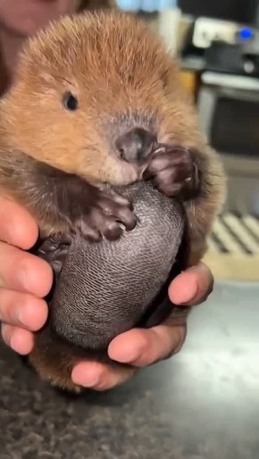 ������ ���� �� ������