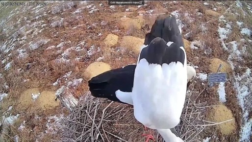 �������� � �� �����������: ���� ������ � ������������ ����� ����� �������� �� ����� ������� ������