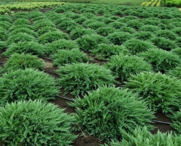 ������������ ��������: ������� ��������� �����