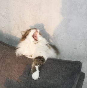 �������� � ���. �������� ��� �� ��������� @ampravda