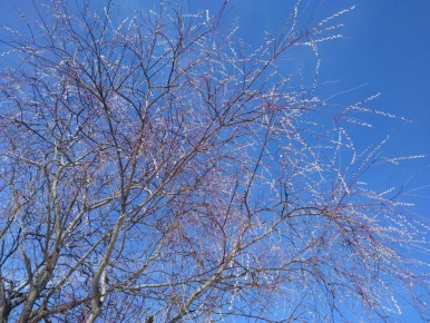 Как бабушкин секрет ивы поможет вашим растениям