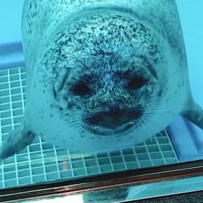 Доброе утро!. Большой "буп"