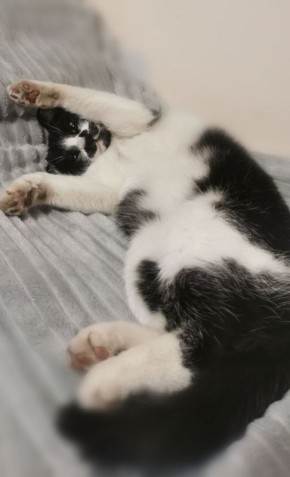 Потягушки!. Утренний кот от читателей @ampravda