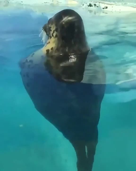 ������ ����! . ��������