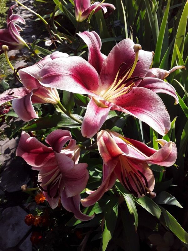 ��� ������������ �������� � ������� ����