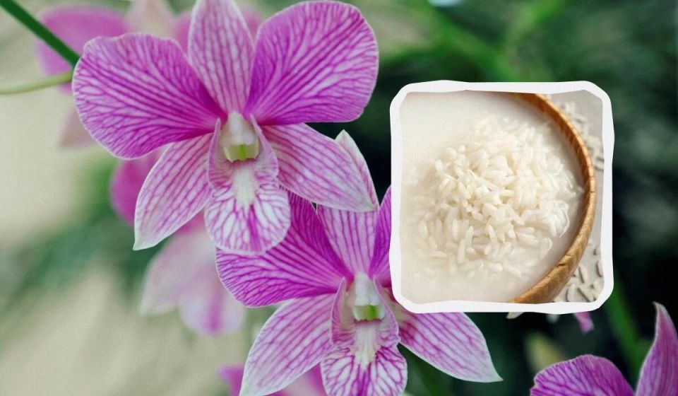 ��� ��������� �������� �������: ������ ������� ����������