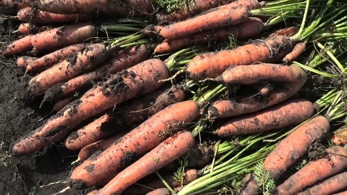 Как защитить морковь от вредителей: секреты успешного урожая