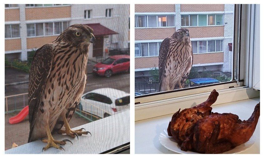 ������ �� �������, ������� ����� � ����-�������: ���24 ��������� ����� ����� �������� ������� �� �����