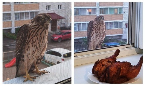 ������ �� �������, ������� ����� � ����-�������: ���24 ��������� ����� ����� �������� ������� �� �����