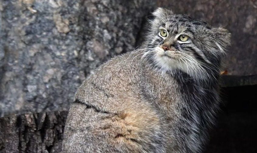 �������� ����� � �������: ������ ������� �� ����������� �������� �������� ��� ��������� �������