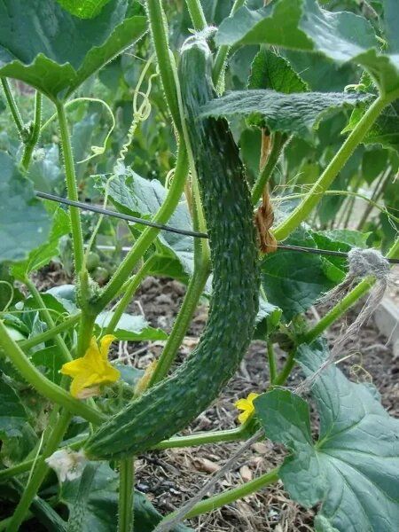 ������ ���� ����������: ��� ��������� ���������� ���� ��� ������ �����