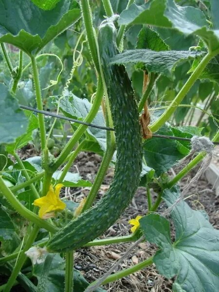 Огурец Змей искуситель: как вырастить уникальный плод для вашего стола
