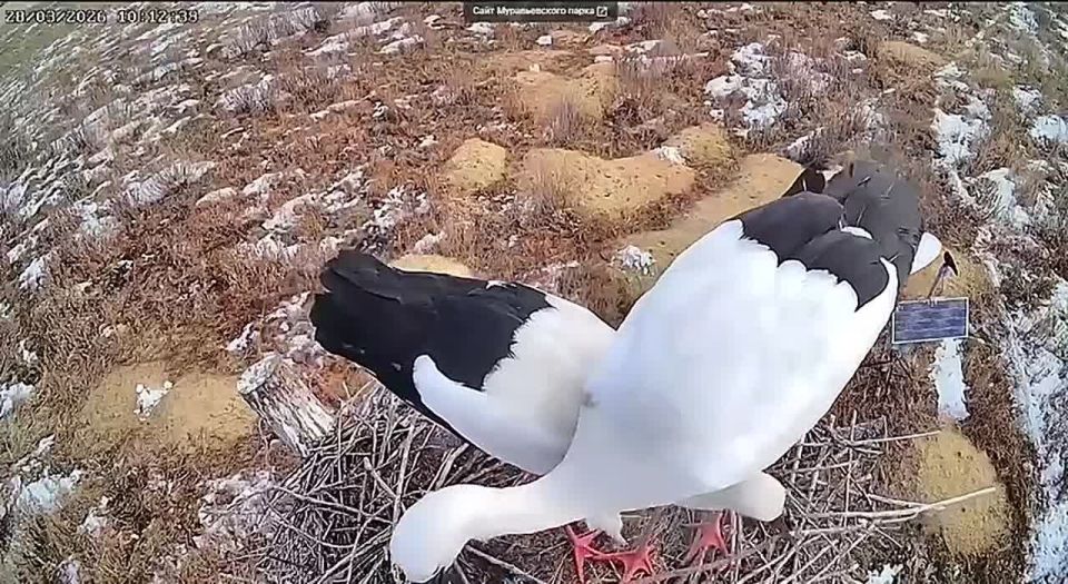 �����, �����������, �������� ������������� ���� ���� (��� �� � ����������� �����������)